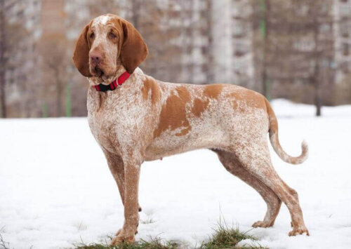 Bracco Italiano i sne
