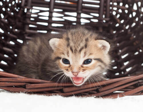 En killing illustrerer kattens miaven