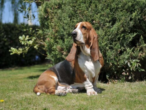 Bassethound i have