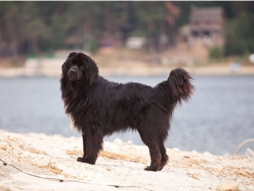 Newfoundlænder udenfor