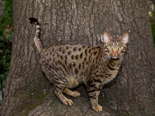 Ocicat