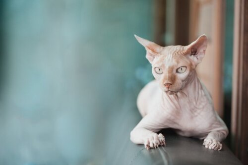 Har sphynx-katte hår?