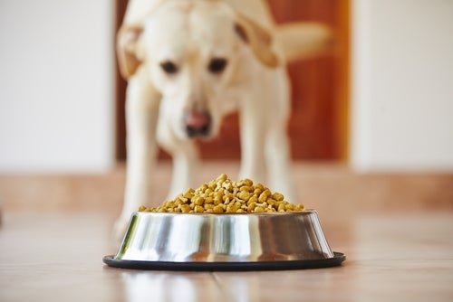 Tips til at fede en hund op