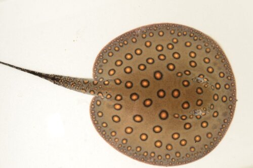 Eksempel på pilrokker