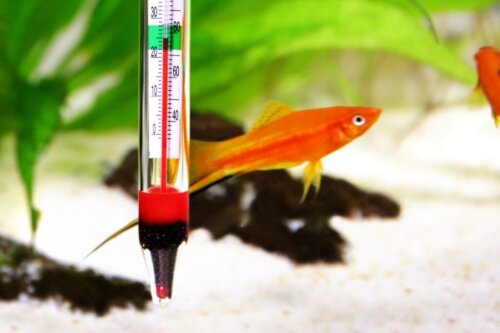 Hvad er den ideelle temperatur i et ferskvandsakvarium?