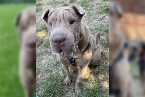 Hund med overskydende hud