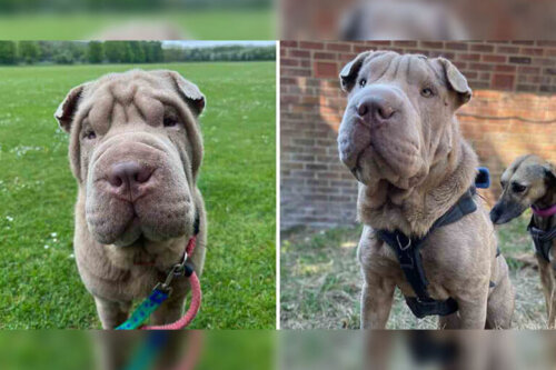 Hund med overskydende hud kan nu vise sit ansigt takket være et krisecenter