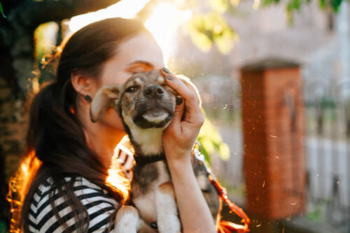 Anbefalinger til at adoptere en voksen hund