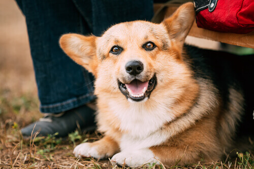 Hund ligger med åben mund og repræsenterer fordelene ved at adoptere en voksen hund