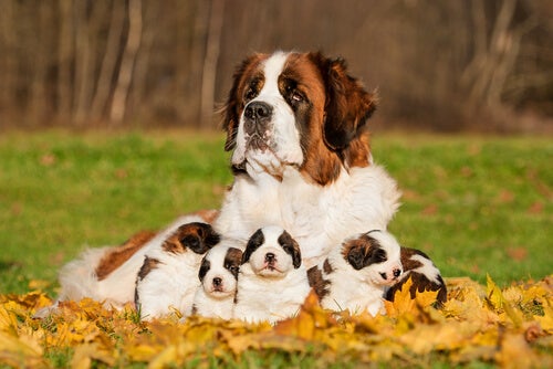 Sådan ved du, hvor stor en hund bliver