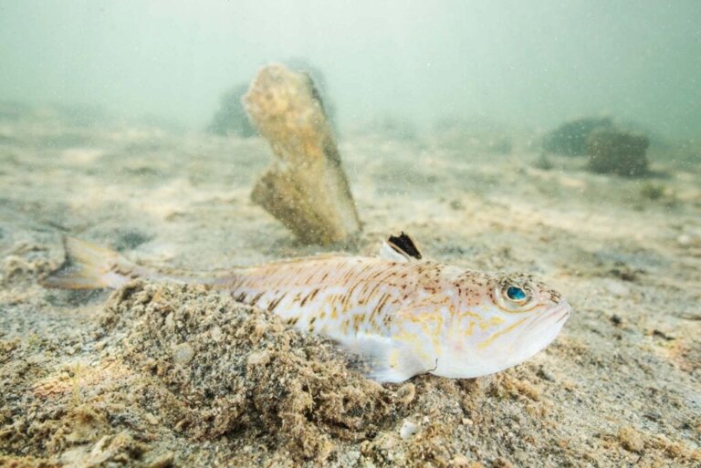Fjæsing: Sådan bekæmper du dens dødelige gift