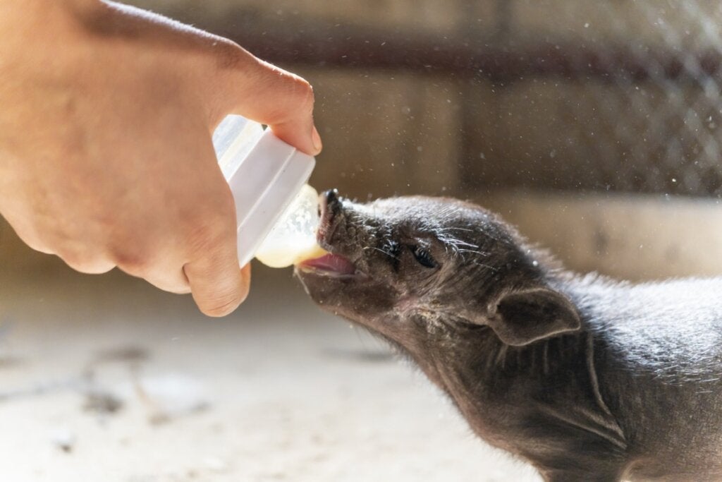 10 griseracer (og deres karakteristika)