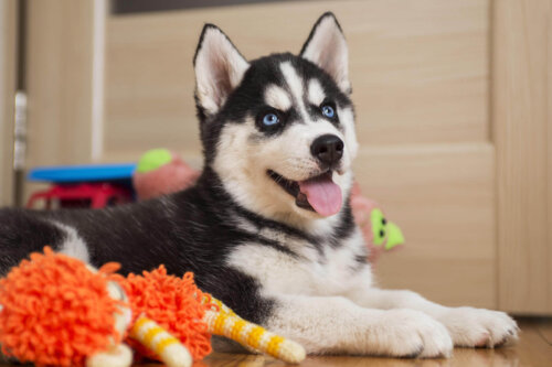 Hund med legetøj, hvilket er et vigtigt produkt, hvis man vil åbne en dyreforretning