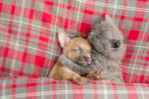 Hvalp og killing sover sammen i seng