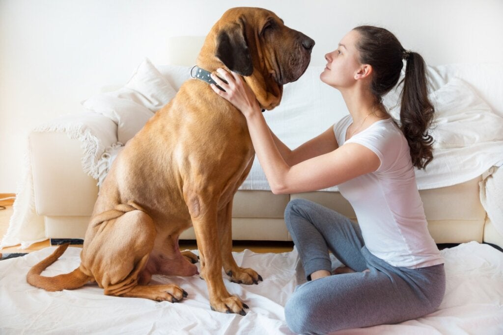 20 almindelige ting, der er livsfarlige for en hund