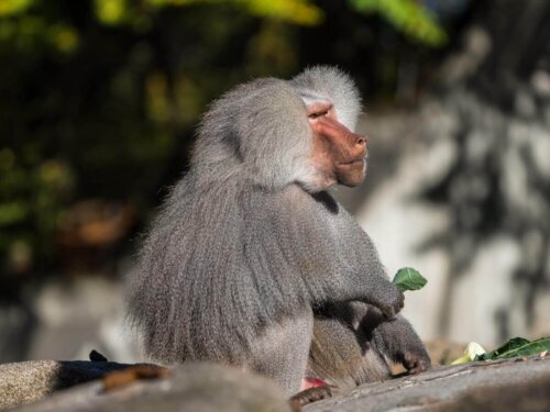 Bavianer er blandt de mest aggressive dyr i verden