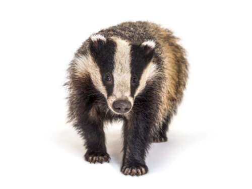 Grævling på hvid baggrund