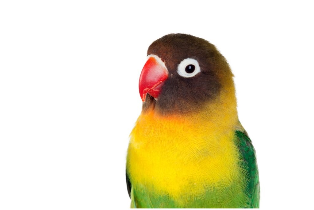 11 interessante fakta om turtelduer