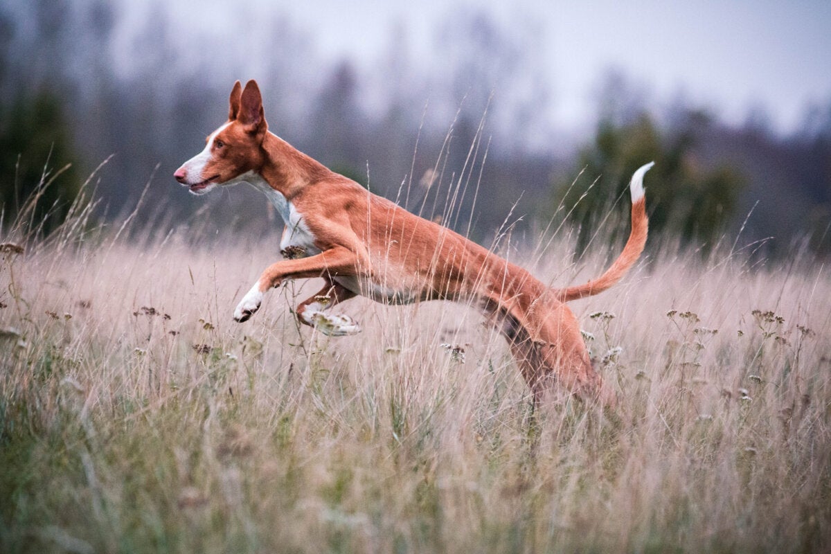 Podenco Ibicenco: Karakteristika og pleje