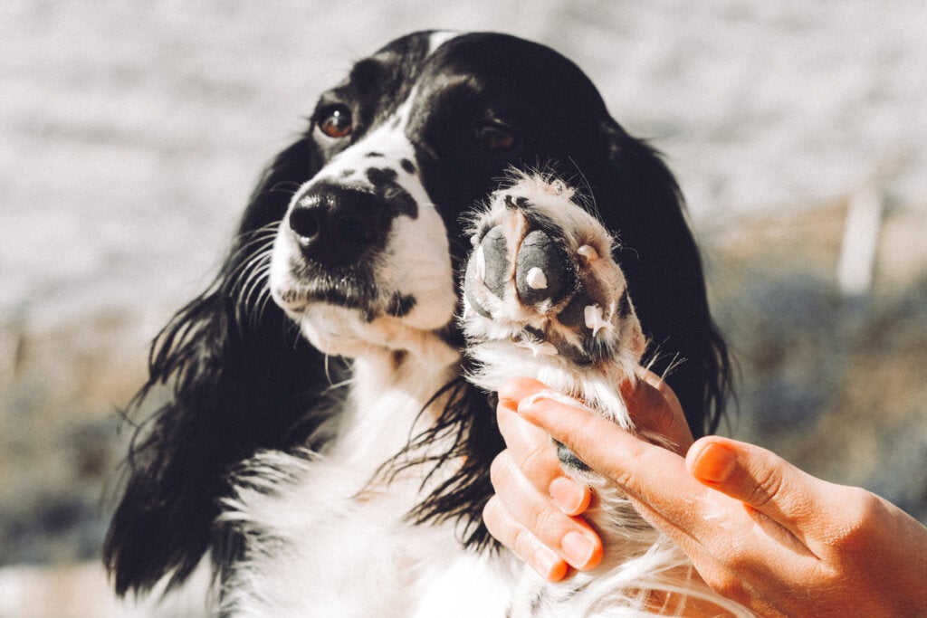 Cremer til at lindre kløe hos hunde