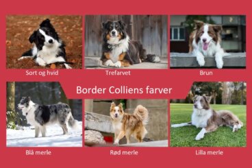 Udforsk alle border colliens farver