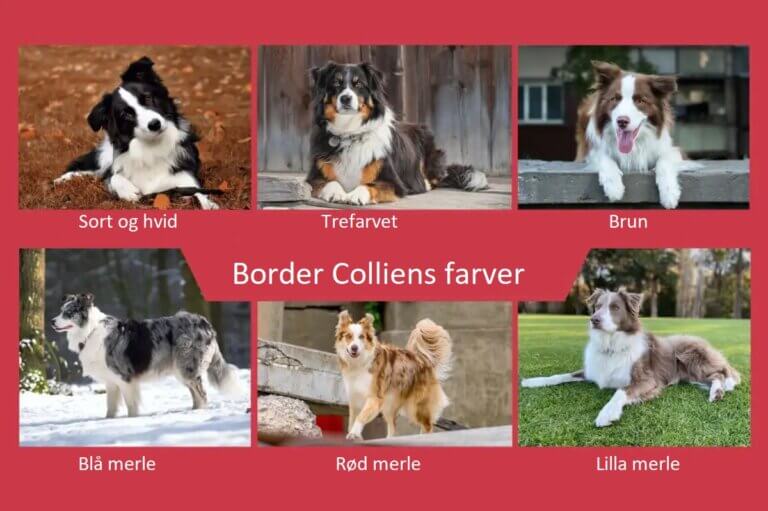 Udforsk alle border colliens farver